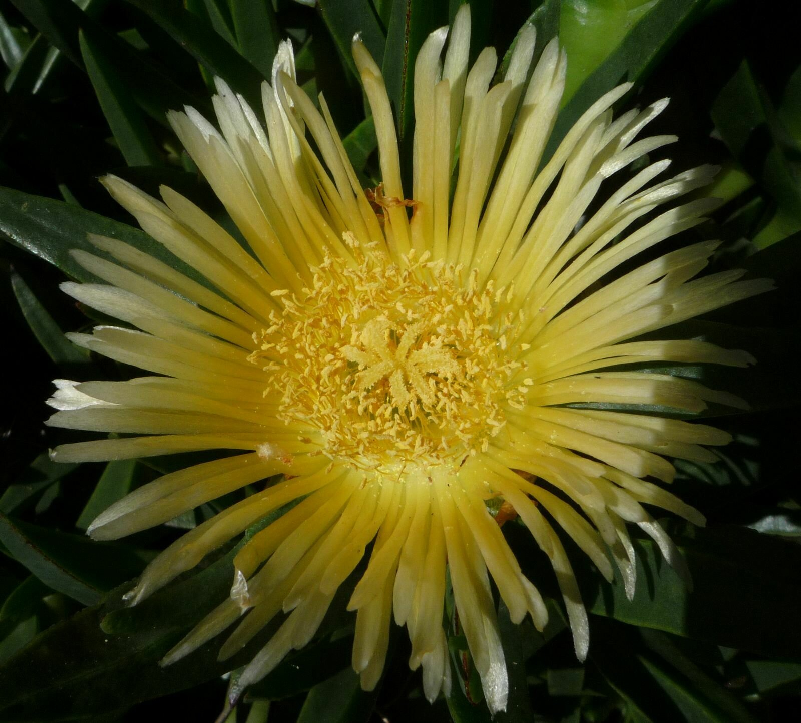 High Resolution Carpobrotus edulis Flower